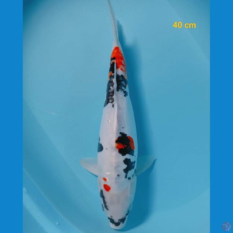 showa doit 40 cm
