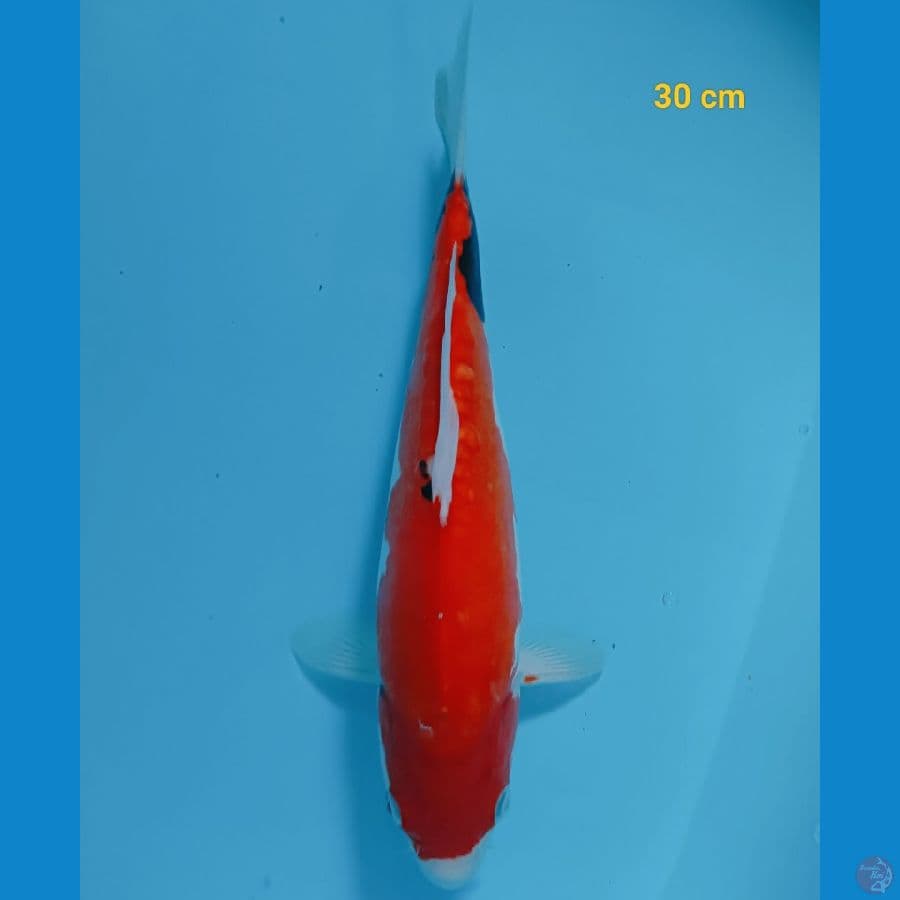 Beni kumon 30 cm
