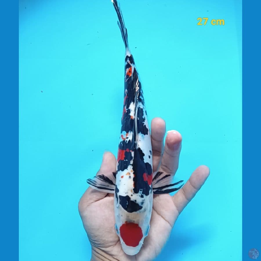 maruten sanke doit 27 cm