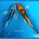 Mix Duo B'fly exotic 26-27Cm