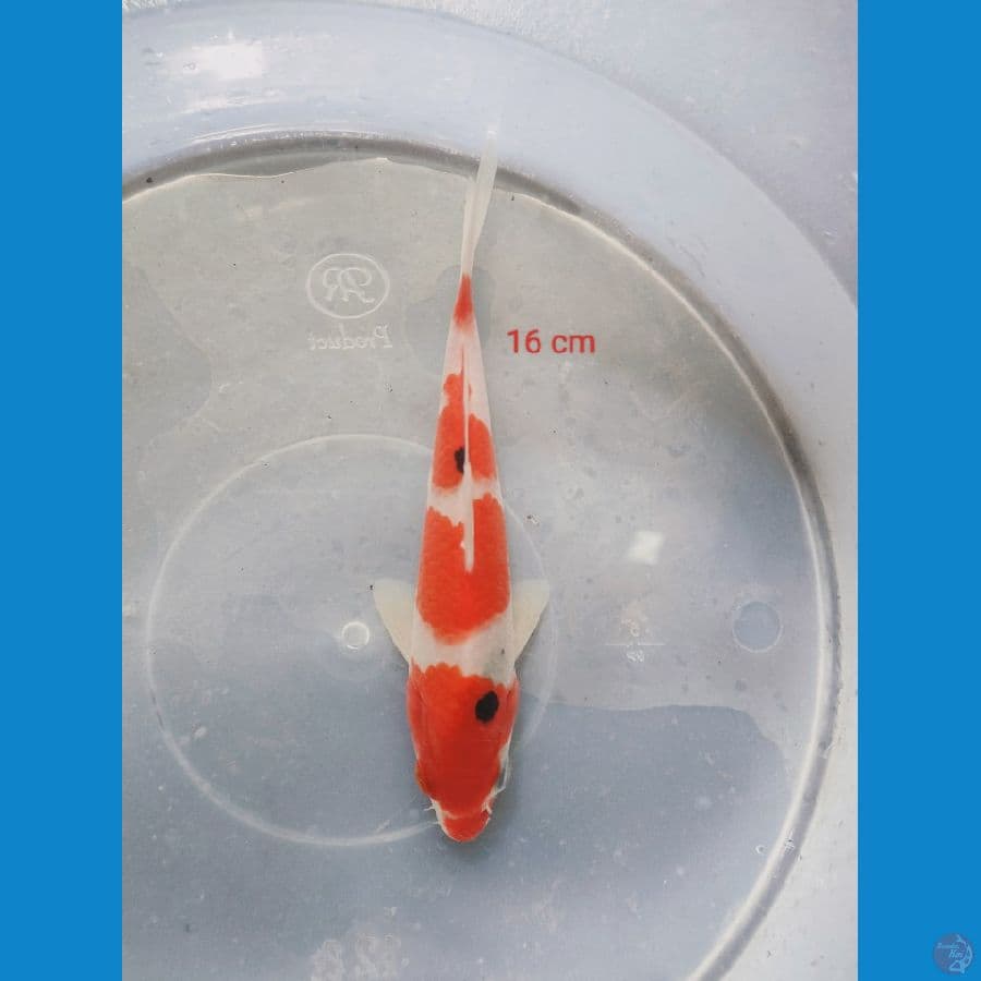 SQ SANKE 16 cm 