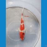 SQ SANKE 16 cm 