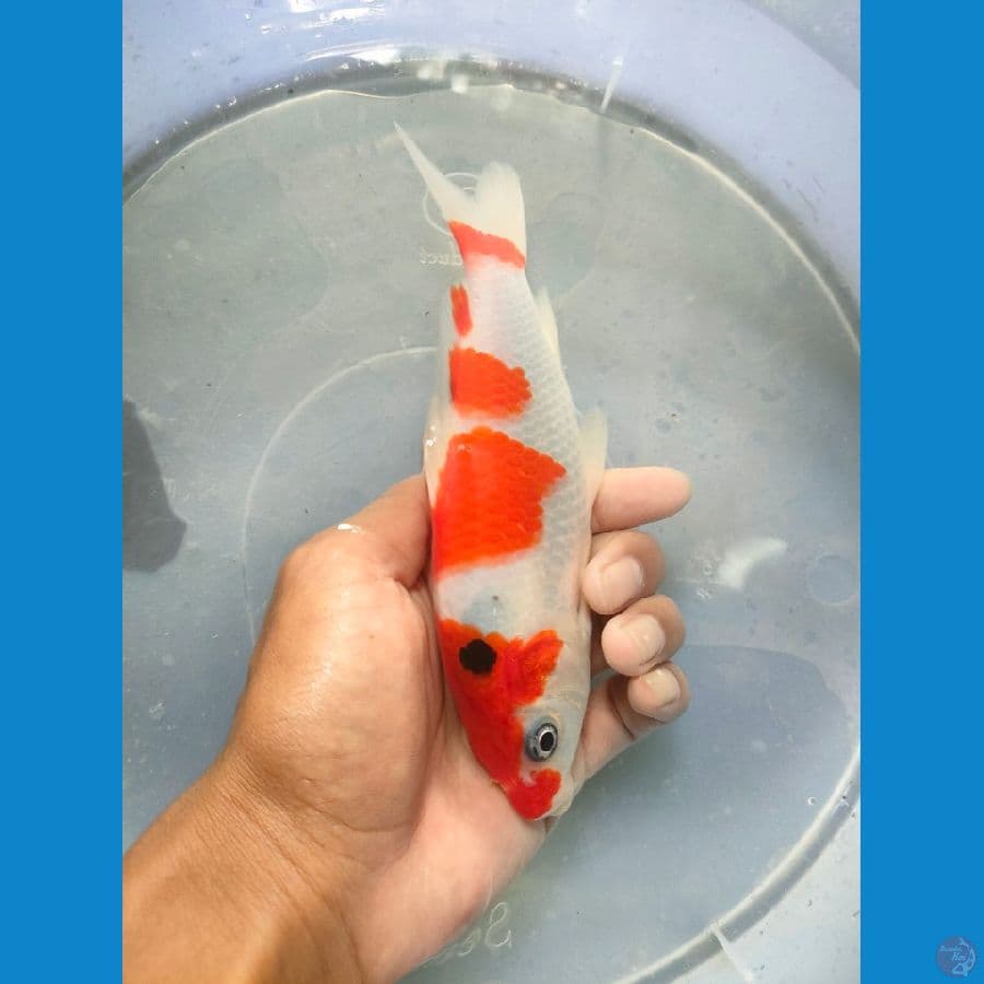 SQ SANKE 16 cm 