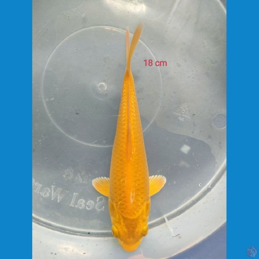 KARASI CORN 18 CM  bakat munuk 