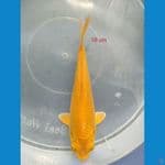 KARASI CORN 18 CM  bakat munuk 