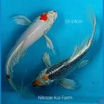 CiaMix Duo B'fly 23-24Cm