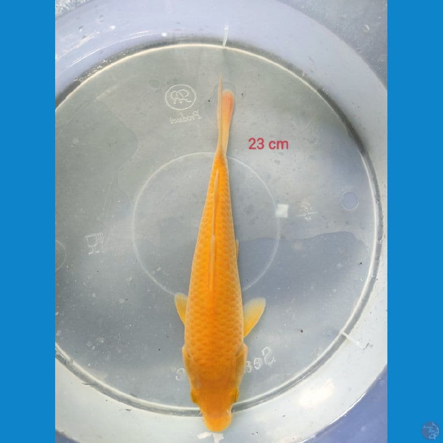 KARASI CORN 23 CM