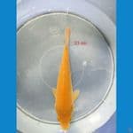 KARASI CORN 23 CM 