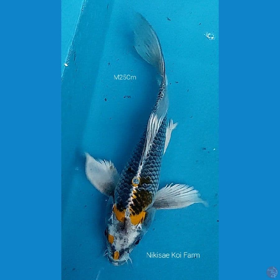 B'fly Kujaku M25Cm