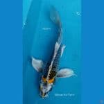 B'fly Kujaku M25Cm