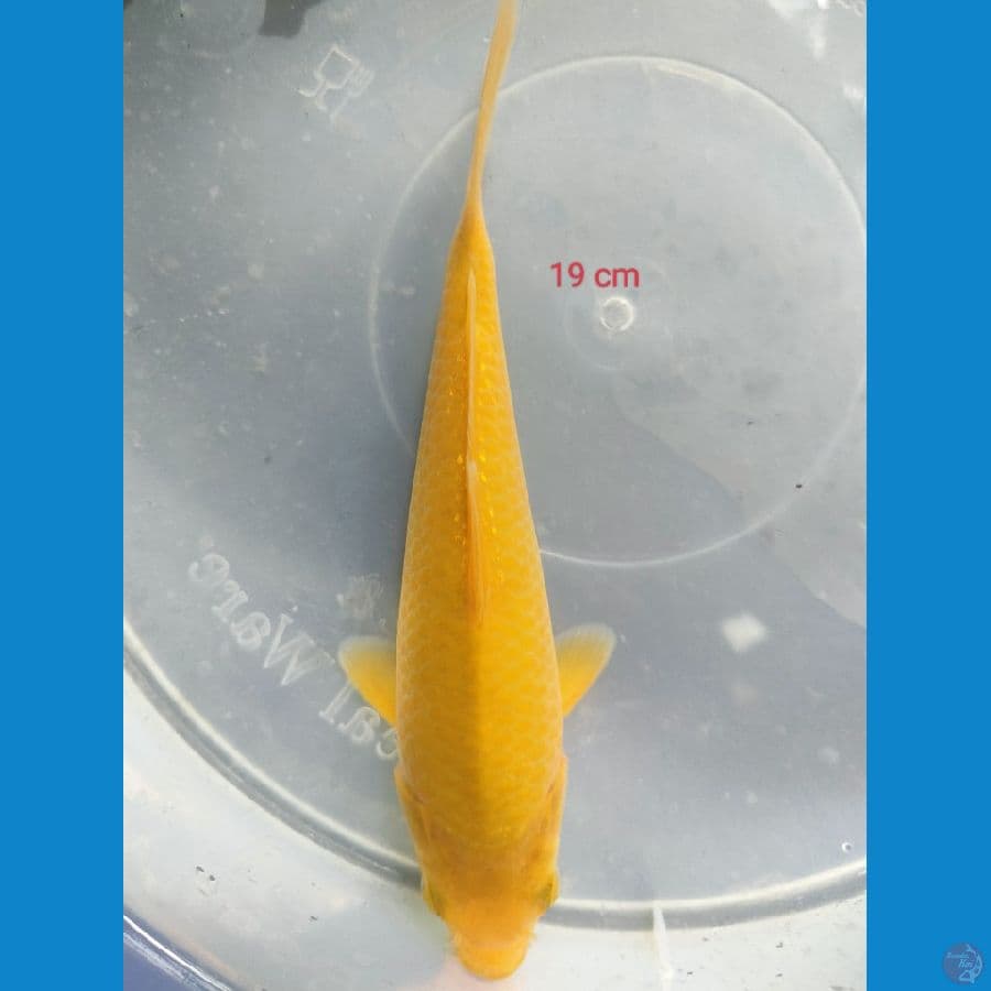 KARASI CORN 19 CM 