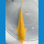 KARASI CORN 19 CM 