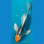 B'fly Kujaku F23Cm