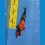 SHOWA SQ M.30cm