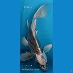 B'fly F28Cm