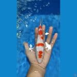 KOHAKU GINRIN SQ 17cm