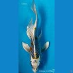 B'fly Kujaku F28Cm