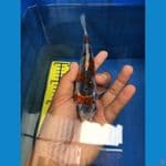 GOSHIKI J5 sby . 17cm
