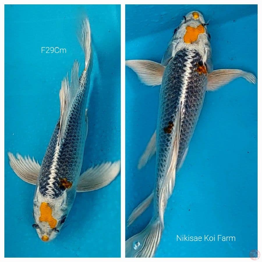 B'fly Kujaku F29Cm