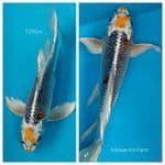 B'fly Kujaku F29Cm