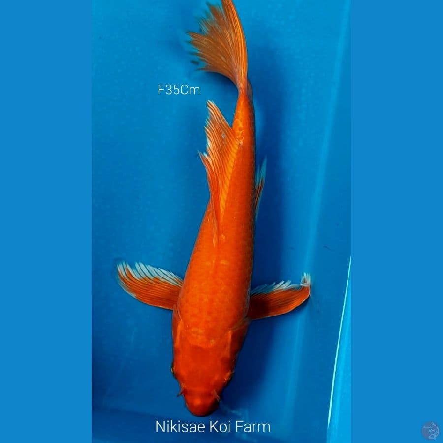 B'fly Aka Hajiro F35Cm