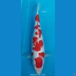 Kohaku F32Cm
