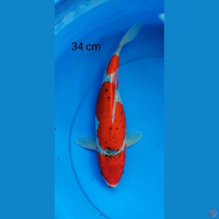 goshiki joz 34 cm