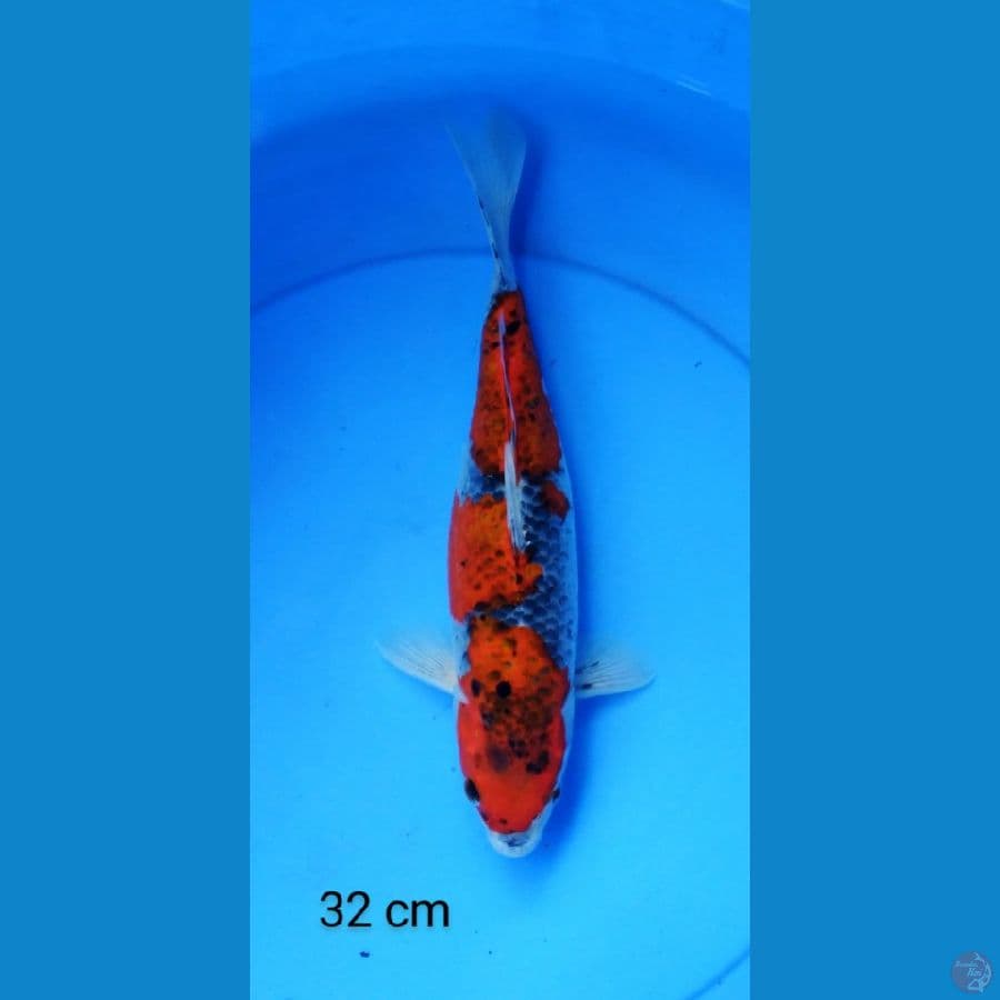 goshiki mantap 32 cm