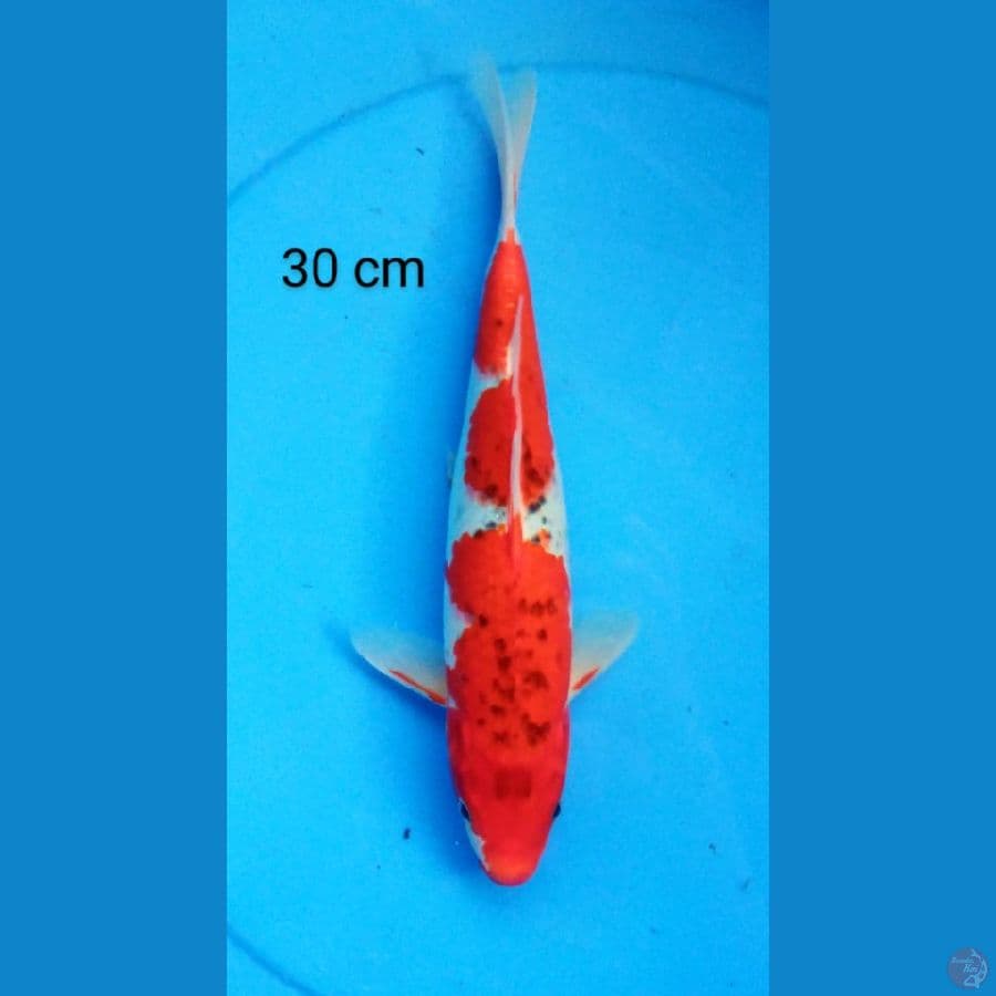 goshiki merah 30 cm