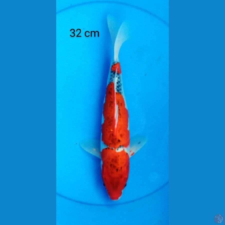 goshiki strong 32 cm