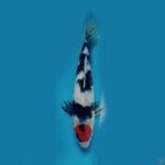 Tc showa 30cm male
