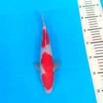 Kohaku SQ 28 cm