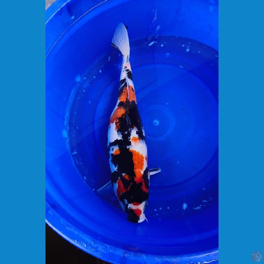 46cm Showa sansoku