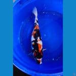 46cm Showa sansoku