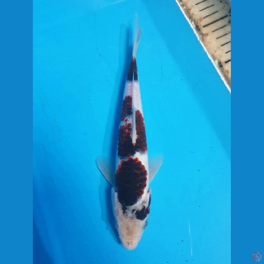 BUDO GOROMO ORI 23/Male