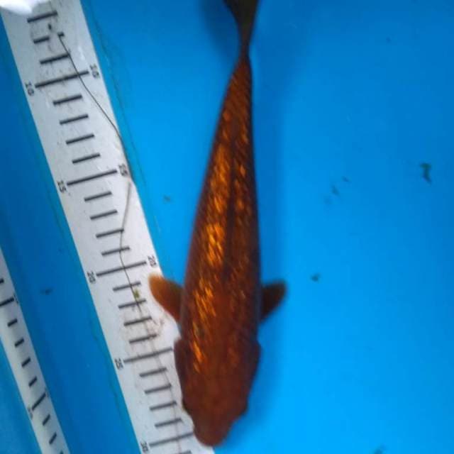 CHAGOI TEMBaGA GINRin