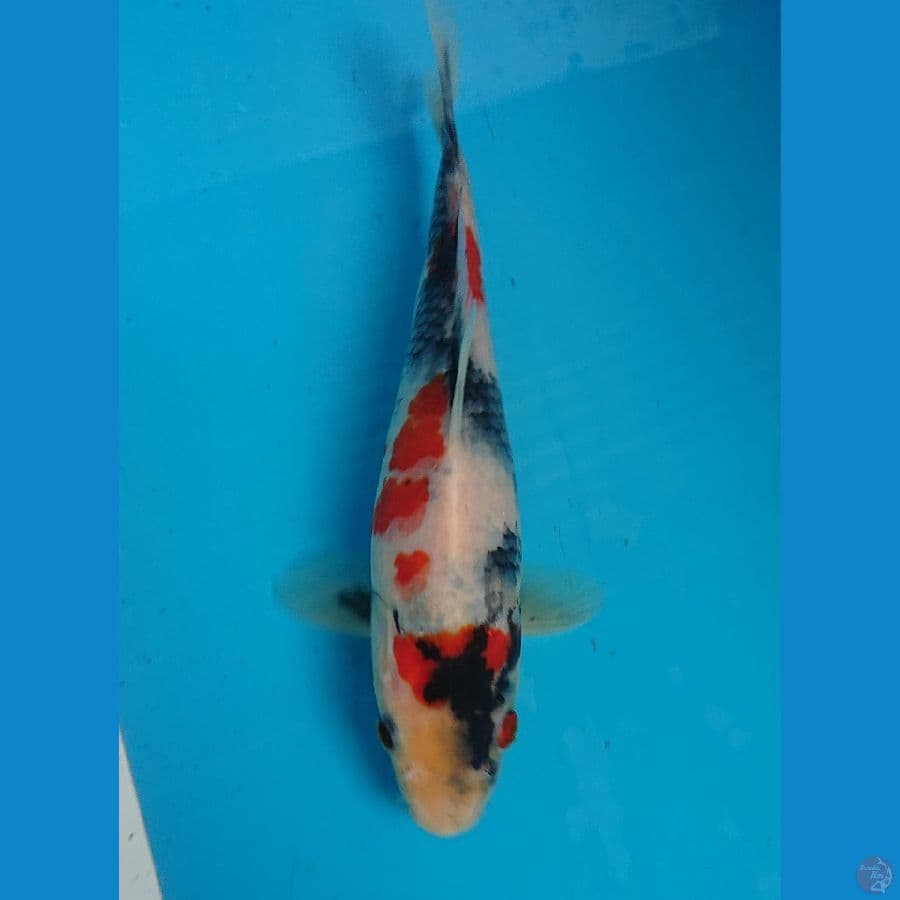 kindai showa 22cm