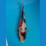 kindai showa 22cm