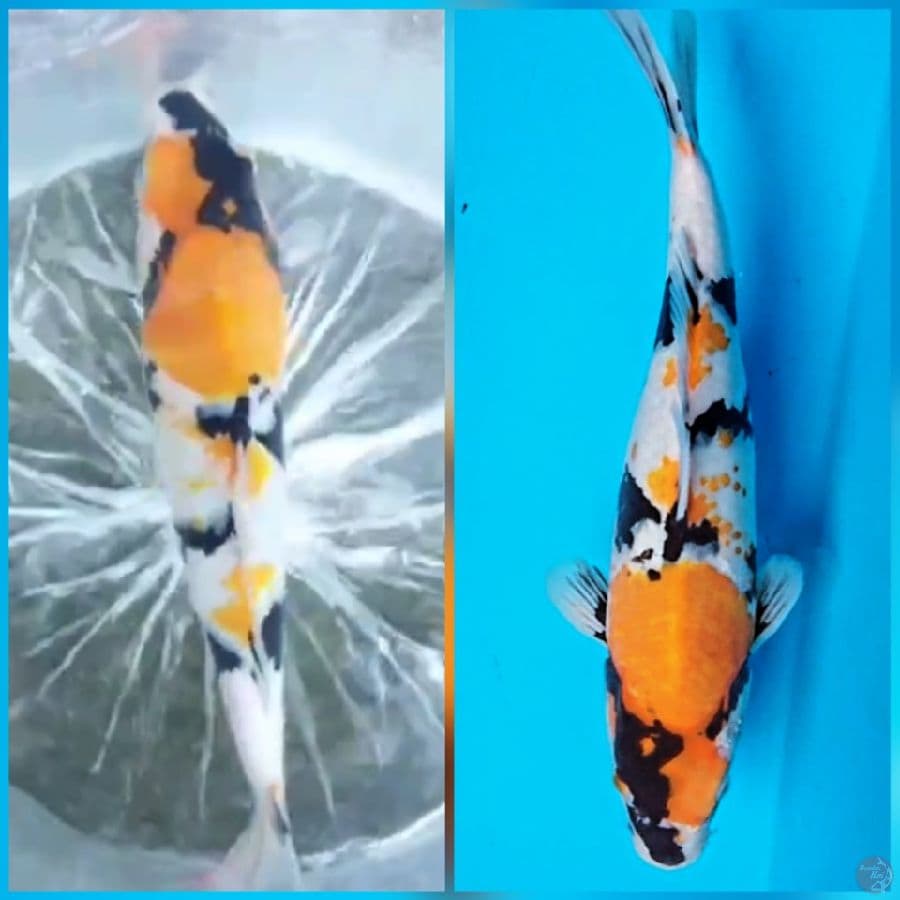 Yellow Ki-Showa 35cm
