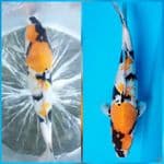 Yellow Ki-Showa 35cm