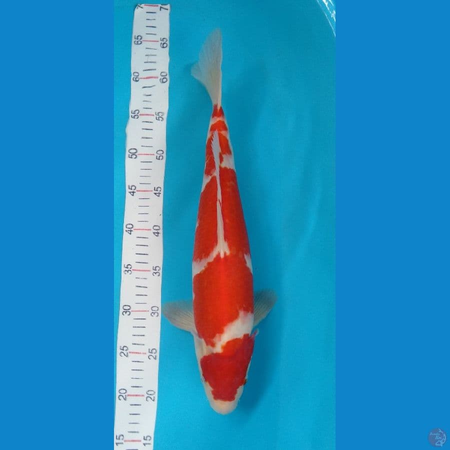Kohaku M45cm