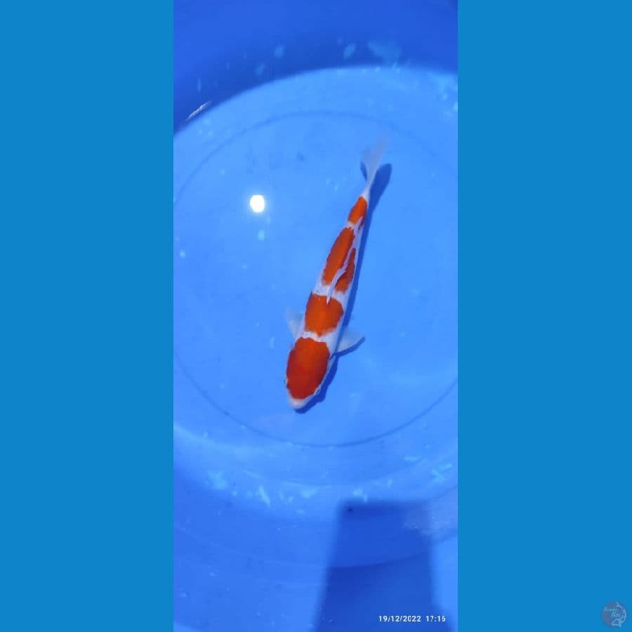 KOHAKU 4 STEP CUTKER~ 32 Cm