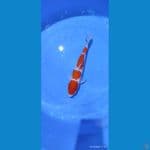 KOHAKU 4 STEP CUTKER~ 32 Cm