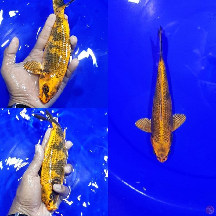 Kin Utsuri 21CM