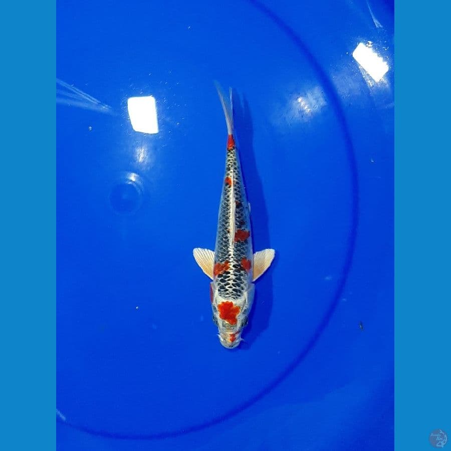 Kujaku 21CM