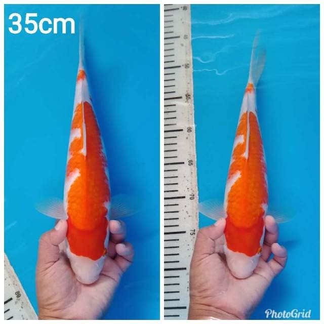 Kohaku f1