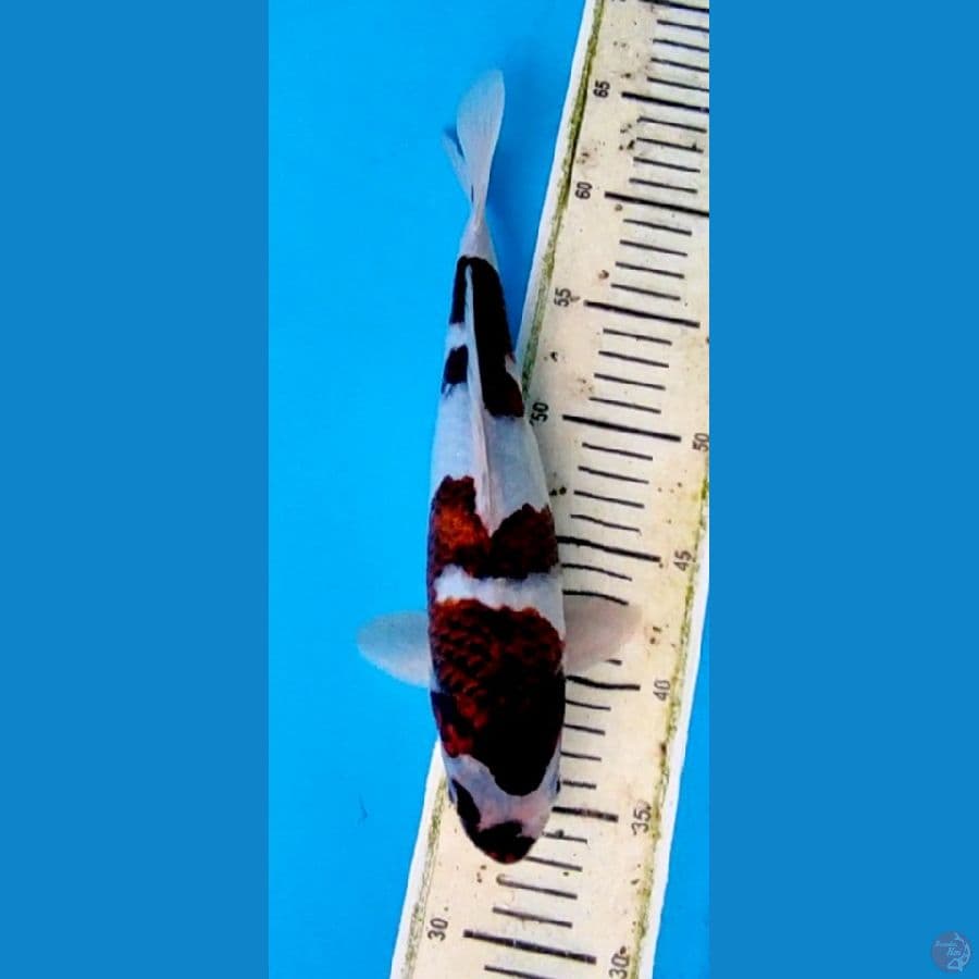 Budo koromo -+30cm original