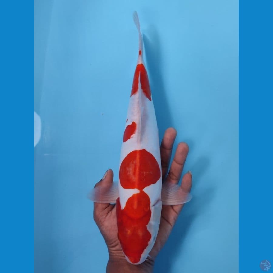 KOHAKU DOITSU HQ ~36cm/FEEMALE~
