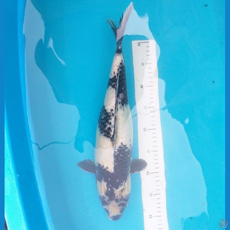 Shiro 45cm/Female (Hamil Tua)