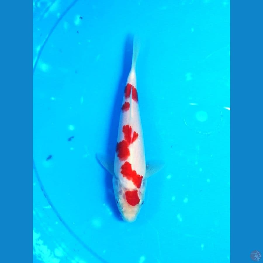 kohaku